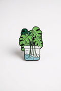 Monstera plant