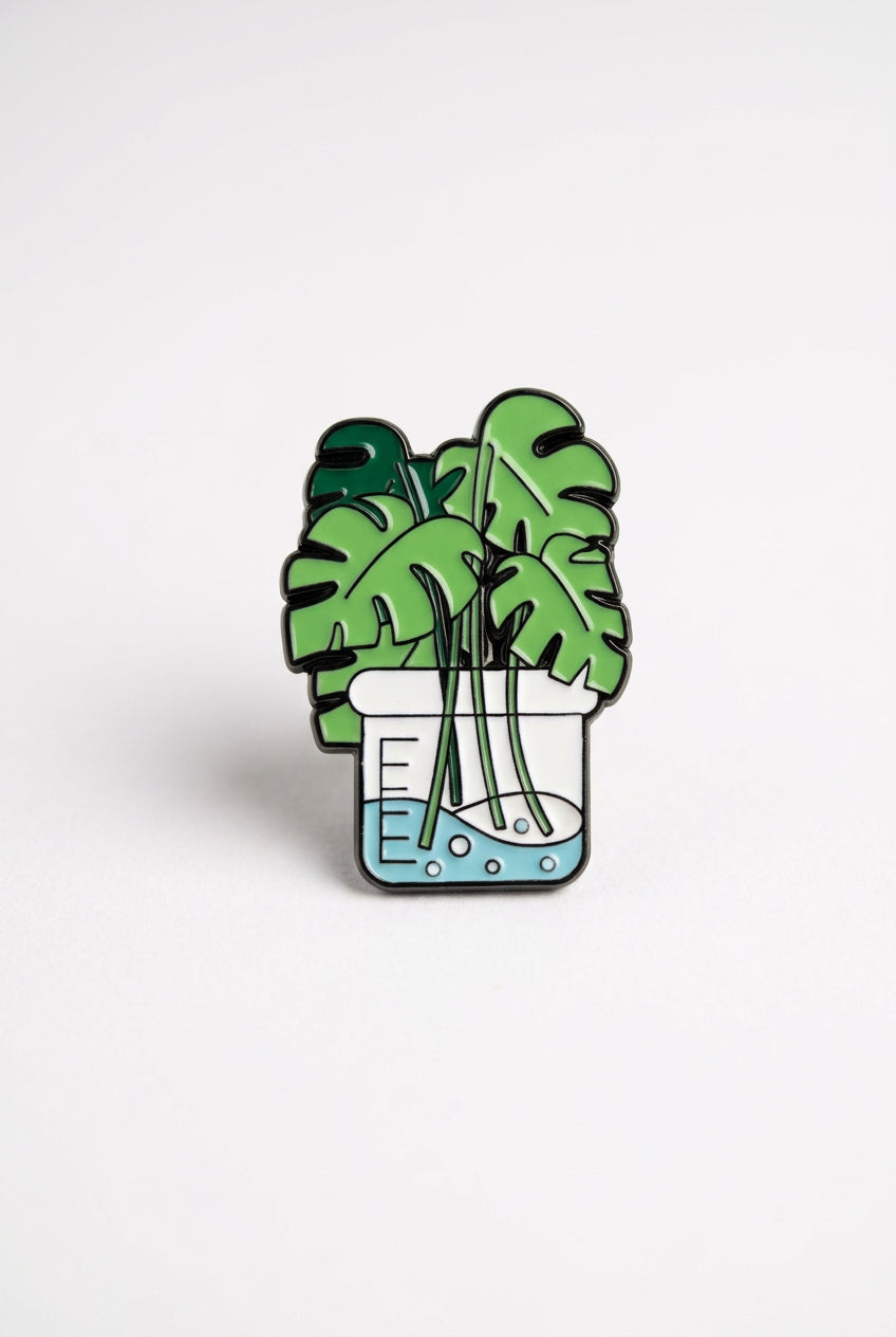 Monstera plant